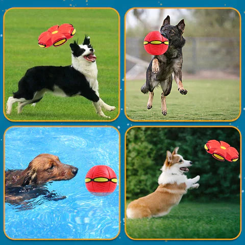 Playball™ - The shape-shifting ball that makes the tail wag!